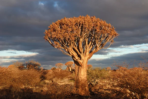 Сагайдак дерево захід сонця — стокове фото