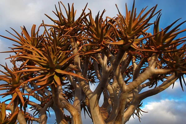 stock image Quiver tree sunset