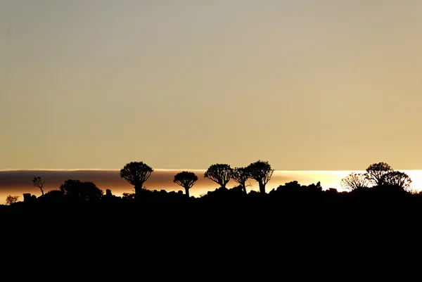 Сагайдак дерево sunrise — стокове фото