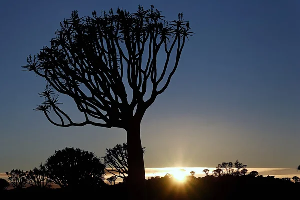 Tremer árvore nascer do sol — Fotografia de Stock