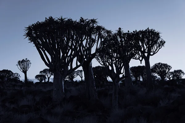 Quiver tree zonsopgang — Stockfoto