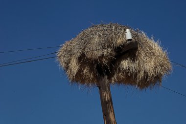 Weaver kuş yuvası