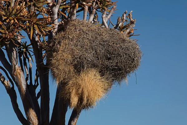 Weaver bird nest — Stock Photo, Image