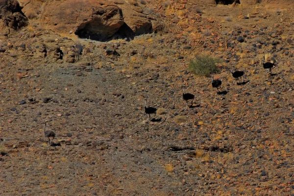 stock image Ostrich - Fish river canyon