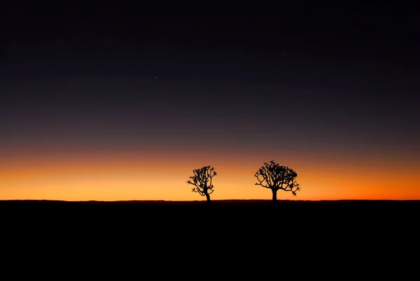 Köcherbaum-Sonnenuntergang lizenzfreie Stockbilder