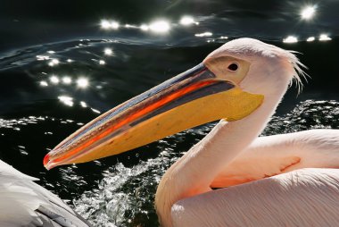 Pelikan portre