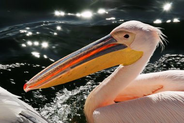 Pelican closeup clipart