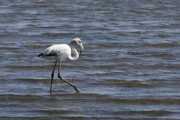 Flamingo biały patrząc pod kątem żywność — Zdjęcie stockowe