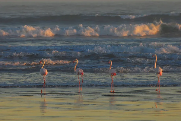 Flamingos walking on the beach near Luederitz — Stock Photo, Image