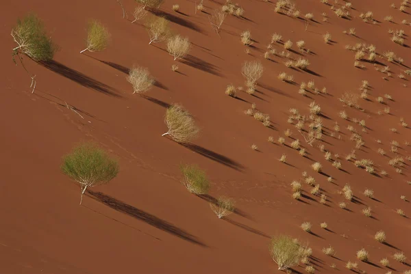 Piante nel Parco Namib Naukluft — Foto Stock