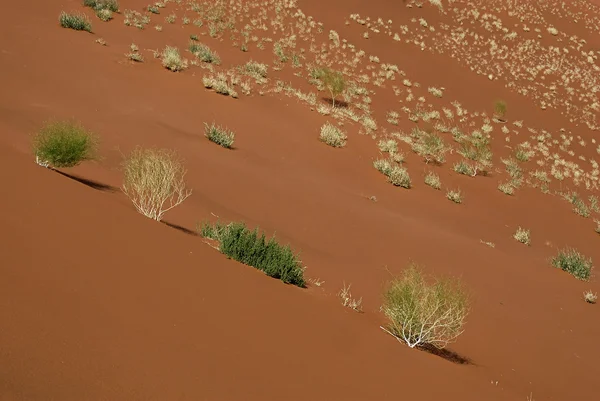 Plantas em hte Namib Naukluft Park — Fotografia de Stock