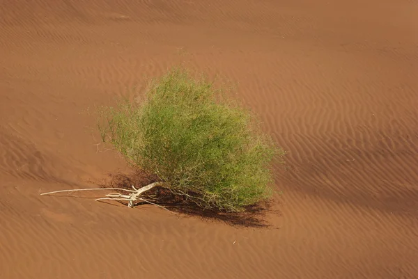 Groene struik in de woestijn — Stockfoto