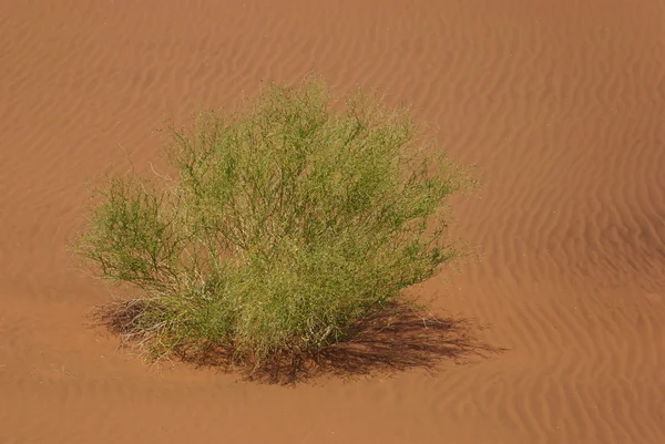 Groene struik in de woestijn — Stockfoto