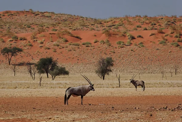 Oryx in the namib desert — Stock Photo, Image
