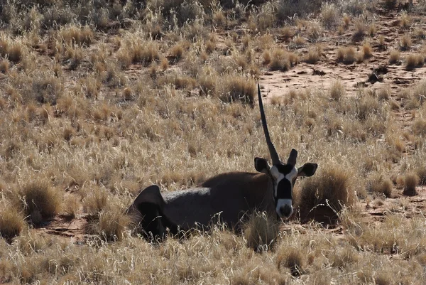 Viejo Oryx con un solo cuerno — Foto de Stock