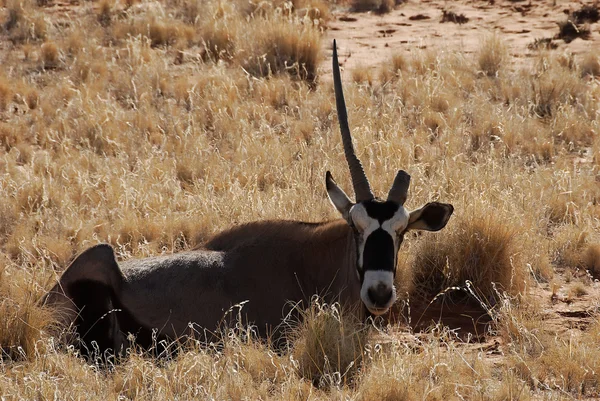 Old oryx with one horn only resting on the desert ground — Stock Photo, Image