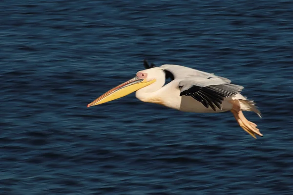 Flying colorat Pelican — Fotografie, imagine de stoc