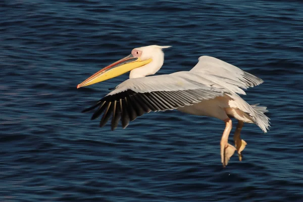 Vliegende pelikaan landing op het water — Stockfoto