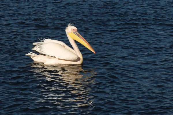 Pelican coloré nageant dans l'eau bleue — Photo