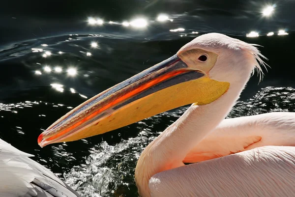 Pelikan zbliżenie — Zdjęcie stockowe