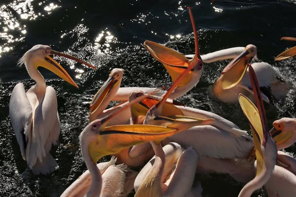 Hrănire pelicană — Fotografie, imagine de stoc