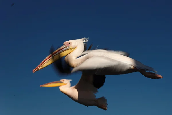 Latający pelikany bocznych — Zdjęcie stockowe