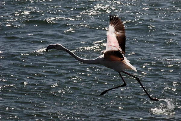 Flamingo start ur vattnet — Stockfoto