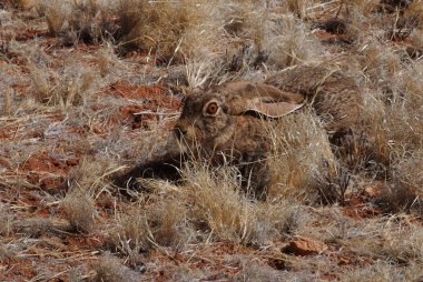 Hare in Namib desert clipart