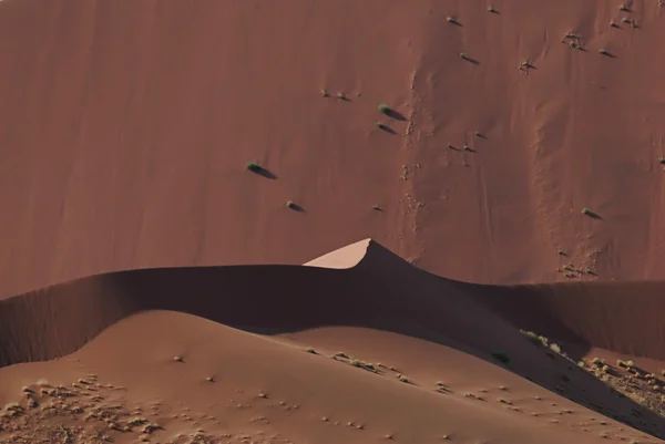 Stock image Dunes in the Namib Naukluft Park