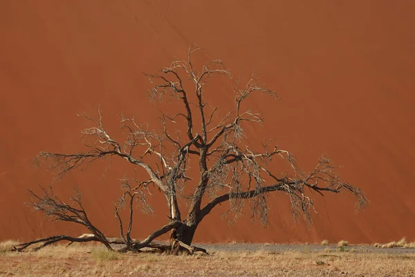 Toter Baum vor einer riesigen Düne — Stockfoto