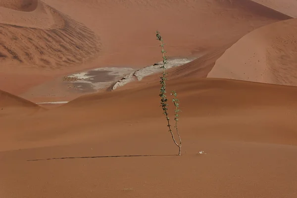 Plant in de namib naukluft park — Stockfoto