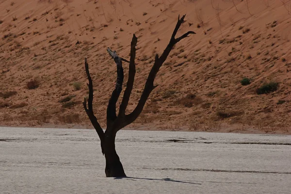 죽은 vlei에 죽은 나무 — 스톡 사진