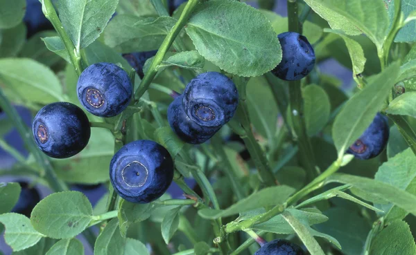 stock image Blueberries on the bush