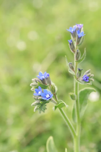 Blue Flowers Grow Field — Stock Photo, Image