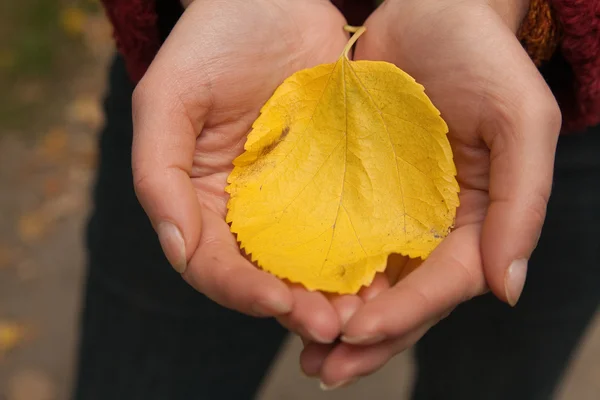 stock image Yellow leaves in the hands of