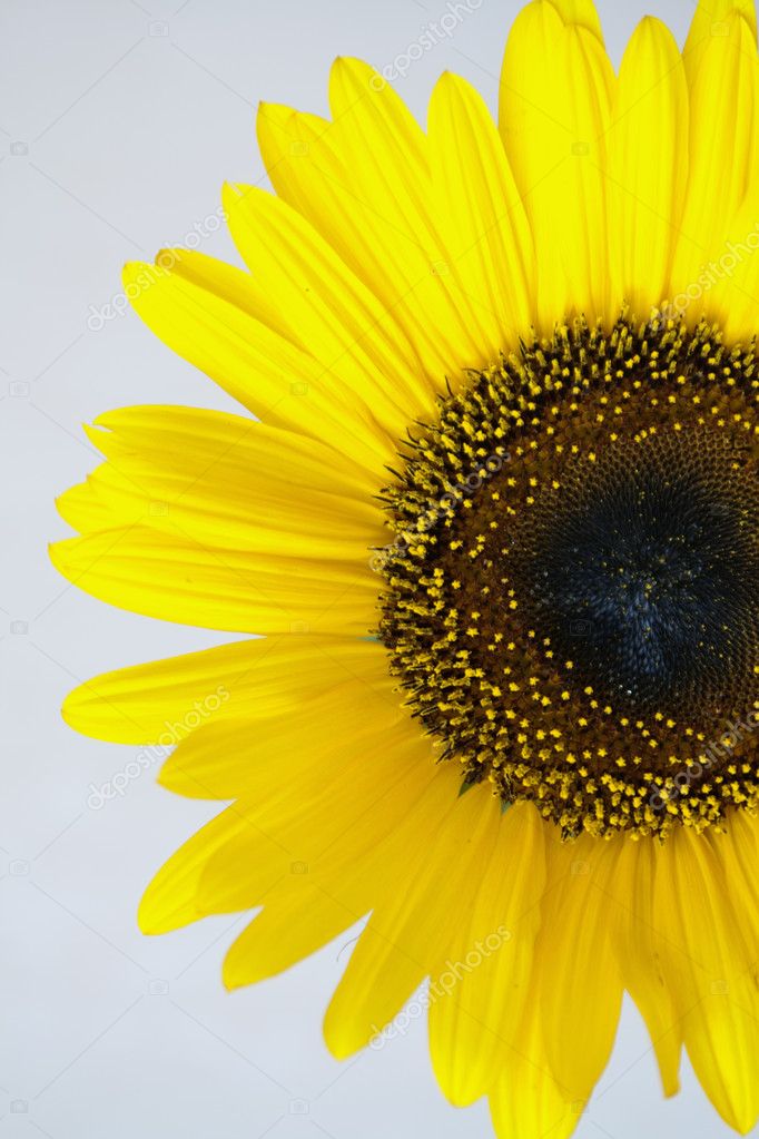 Girasol arbusto fotos de stock, imágenes de Girasol arbusto sin royalties |  Depositphotos