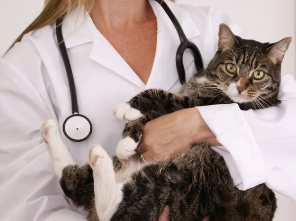 Tierärztin Hält Übergewichtige Gestromte Katze lizenzfreie Stockfotos