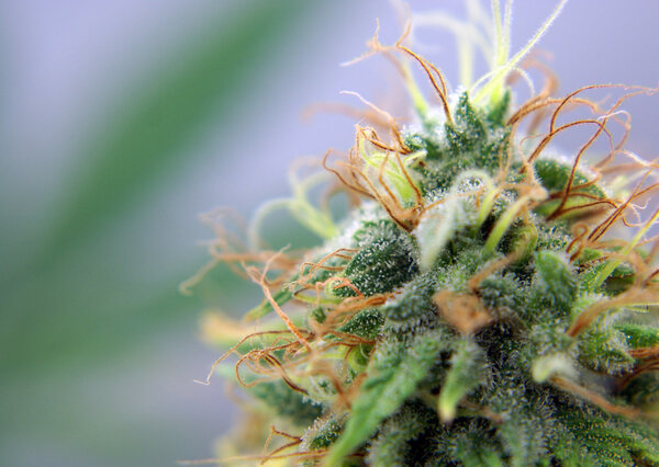 Close up of a medical marijuana plant bud with room for copy.