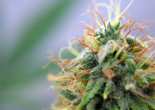 Nahaufnahme Einer Knospe Medizinischer Marihuanapflanzen Mit Platz Für Kopien Stockbild