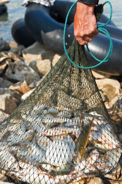 Fisherman hold fish in net clipart