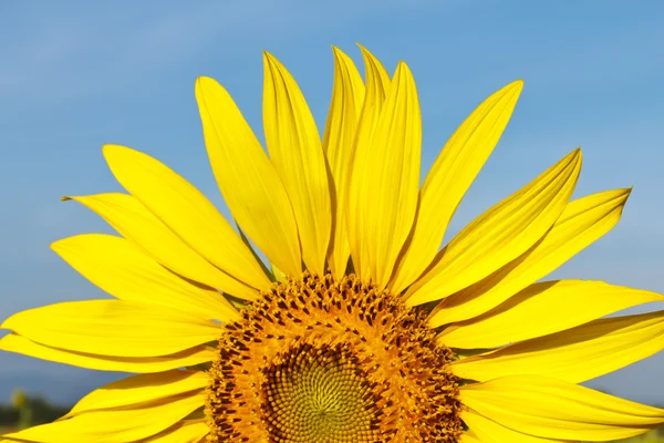 Sonnenblume Und Blauer Himmel — Stockfoto