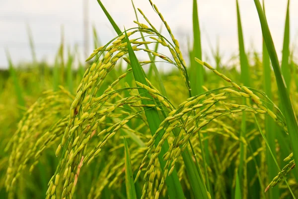 Rice Field Thailand — Stock Photo, Image