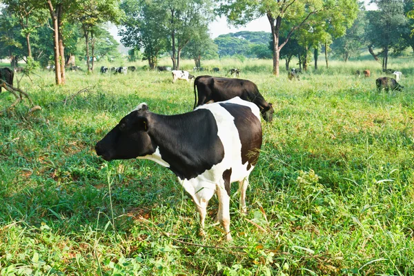 Schwarz Und Schreiben Kuh Feld — Stockfoto