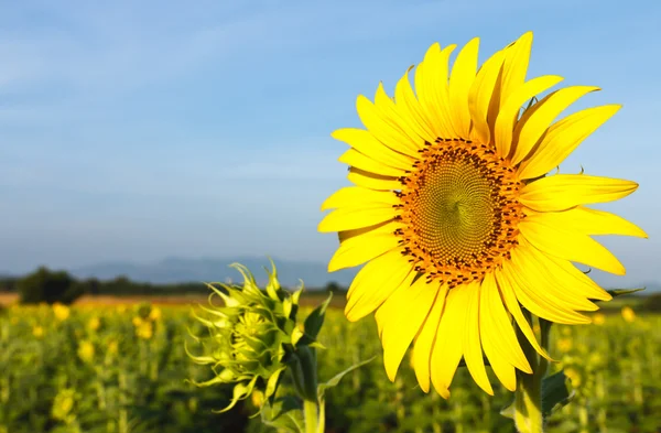 Sonnenblumenfeld Thailand — Stockfoto