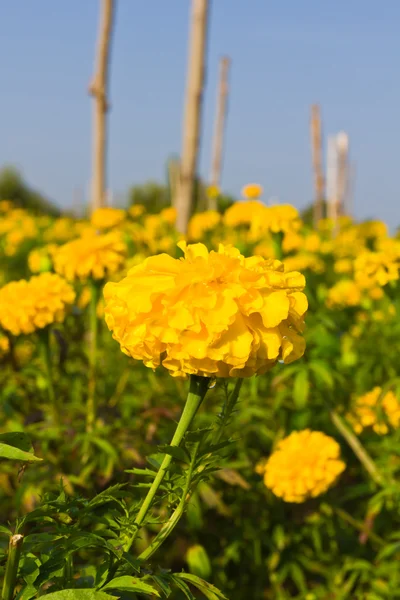 Marigold поля — стокове фото