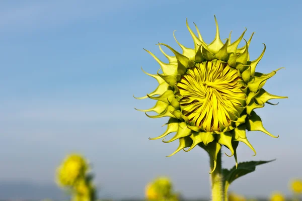 Bidang Bunga Matahari — Stok Foto