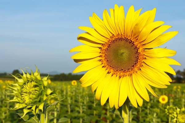 Sonnenblumenfeld — Stockfoto