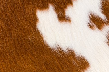 Cow hide clipart