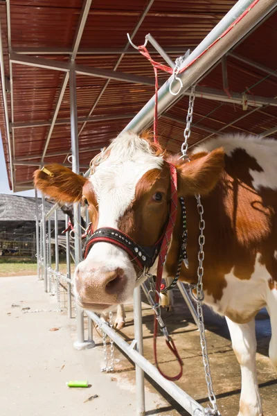 Корова на ферме — стоковое фото