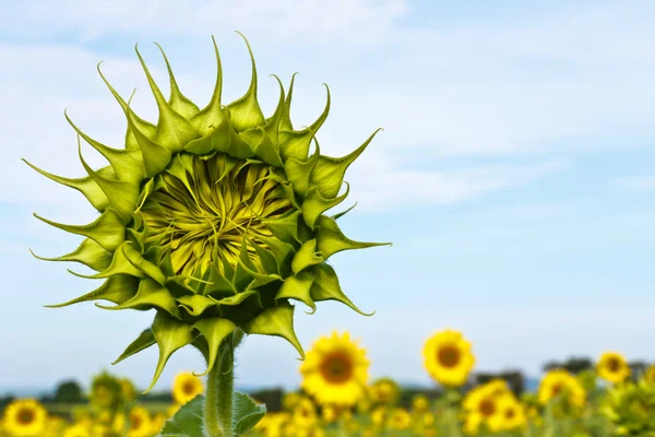 Stock image Sunflower field